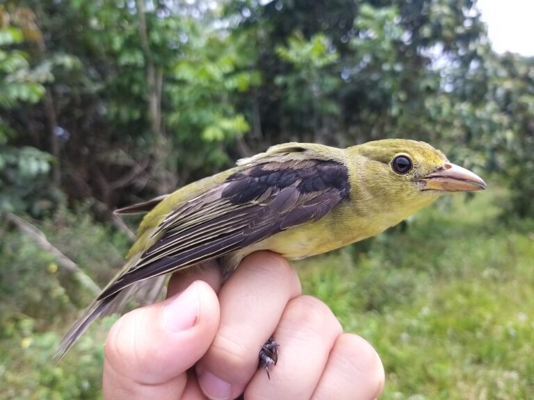 Thraupis palmarum - Azulejo palmero