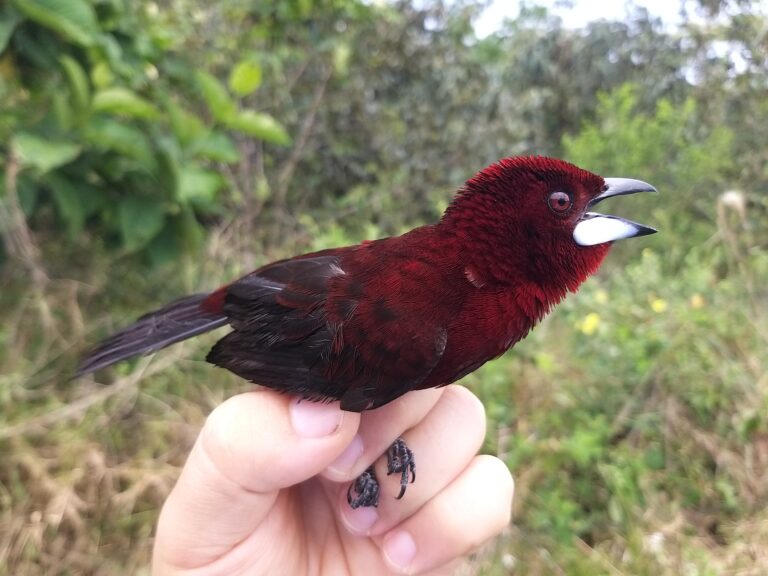 Ramphocelus carbo - Pico de plata
