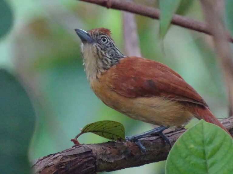 Thamnophilus doliatus_Castilla