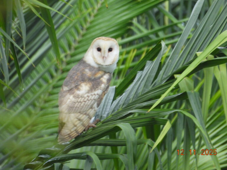 Tyto furcata_Castilla