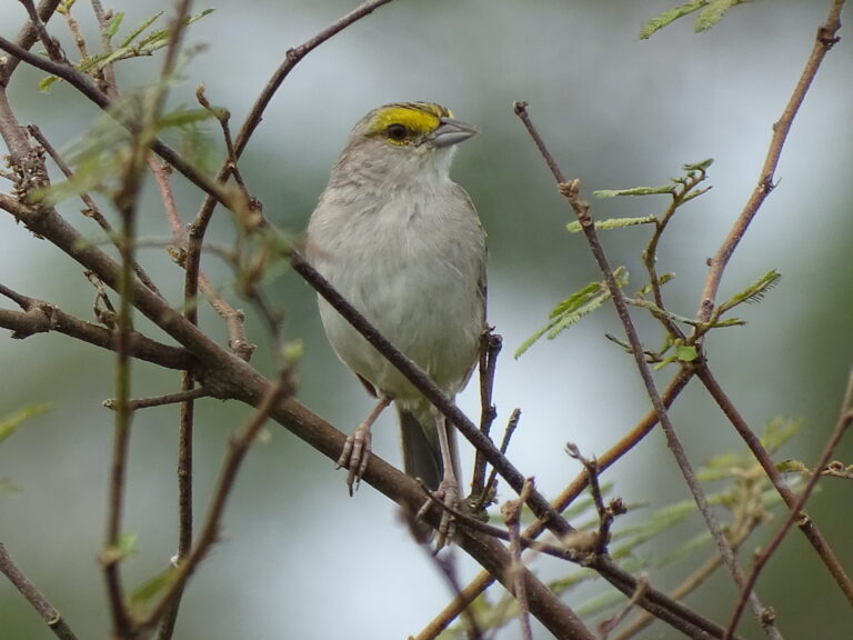 Ammodramus aurifrons- Chichimene