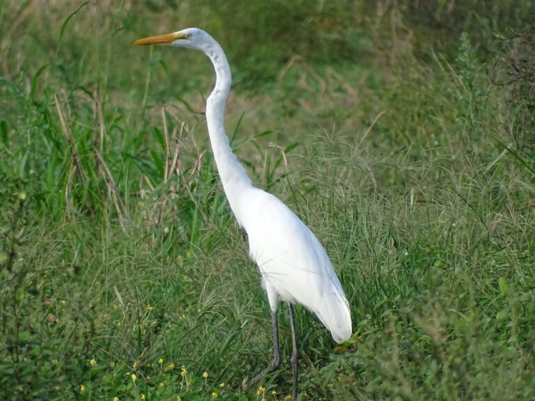 Ardea alba- Chichimene