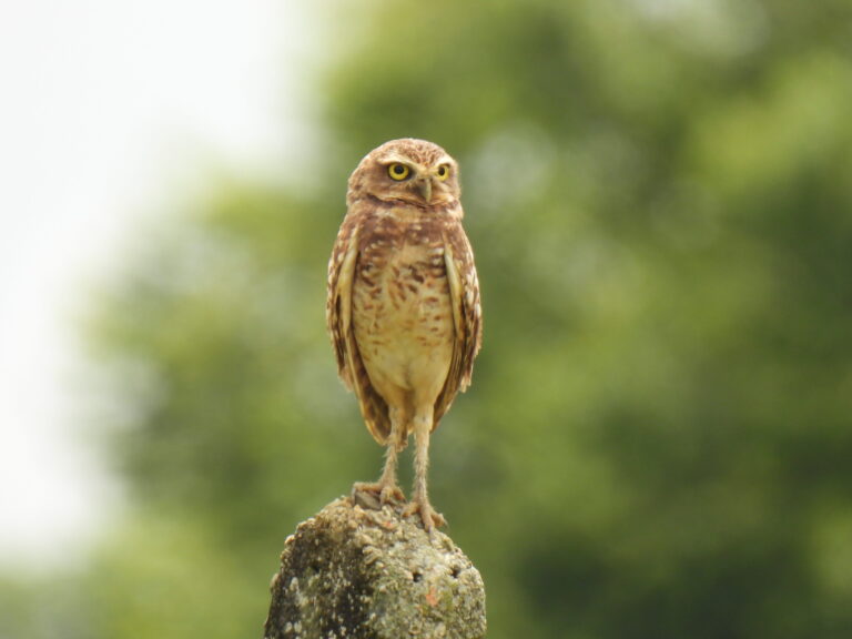 Athene cunicularia- Chichimene