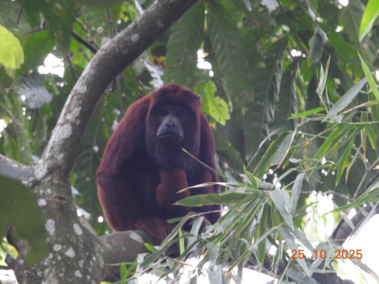 Alouatta seniculus_Castilla