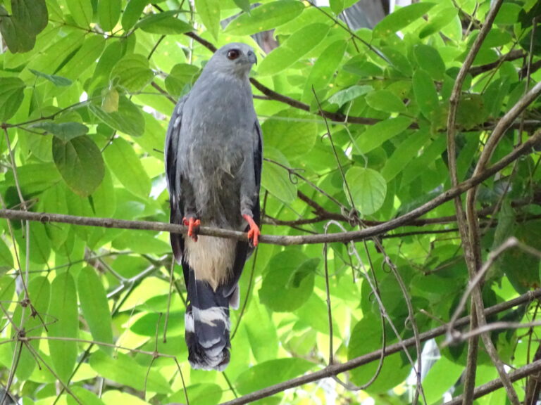 Geranospiza caerulescens- Chichimene