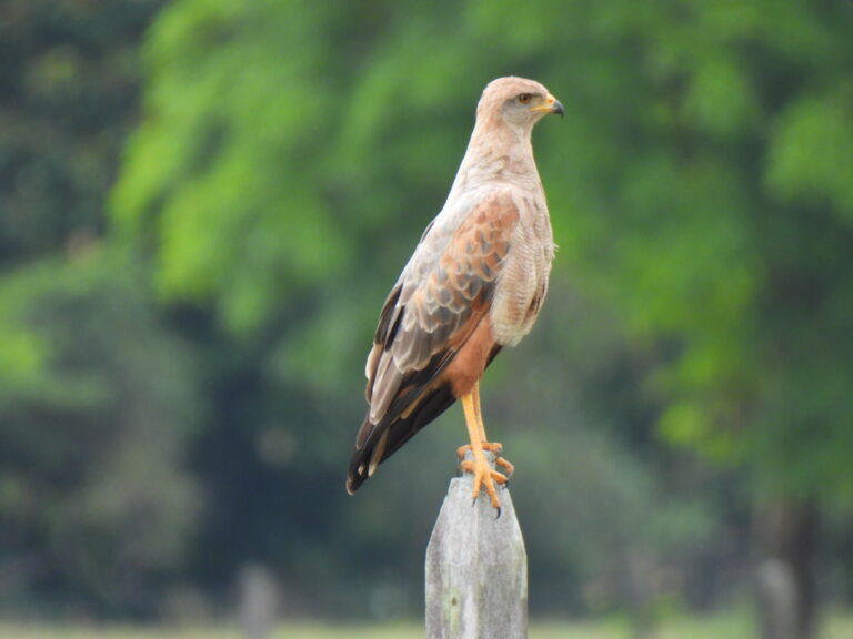 Buteogallus meridionalis_Castilla