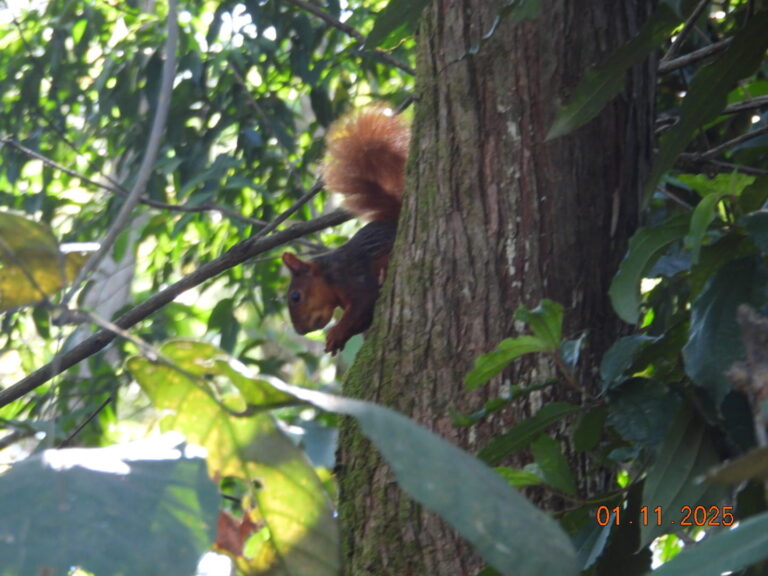 Hadrosciurus igniventris- Chichimene