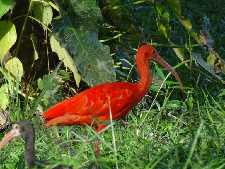 Eudocimus ruber_Castilla