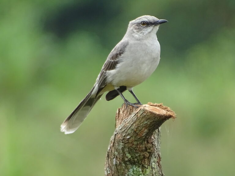 Mimus gilvus- Chichimene