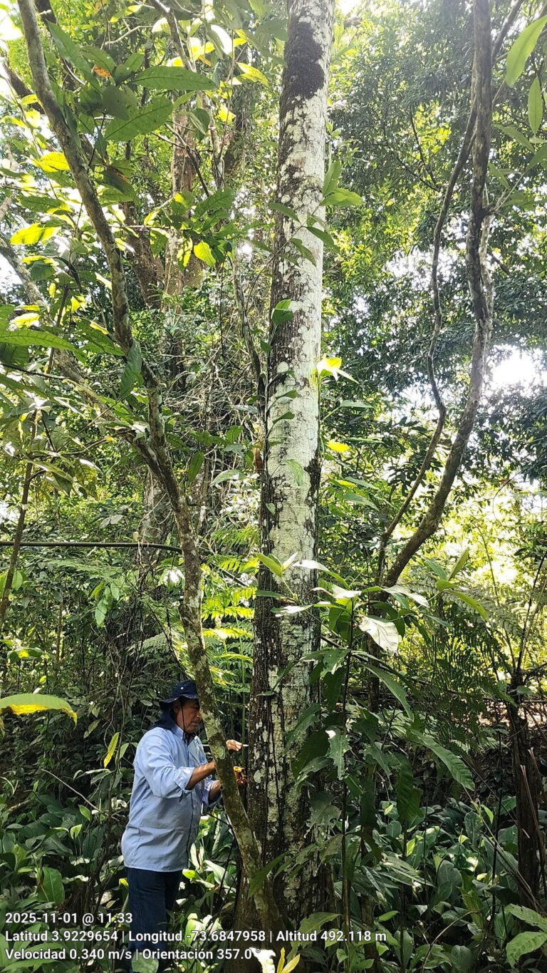 Flora_Chichimene
